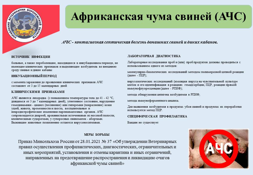 Африканская чума свиней.